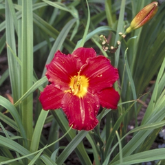 Daglelie - Hemerocallis 'Chicago Apache'