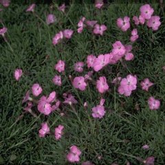 Anjer - Dianthus subacaulis