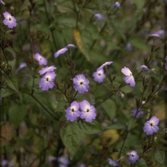 Browallia americana 'Skyblue'