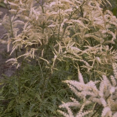 Geitenbaard - Aruncus dioicus 'Kneiffii'