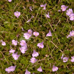 Mazus reptans