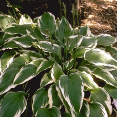 Hartlelie - Hosta 'Moerheim'