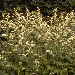 Artemisia lactiflora 'Guizhou'