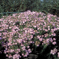 Herfstaster - Aster novae-angliae 'Harrington's Pink'