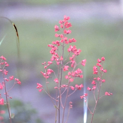 Purperklokje - Heuchera 'Leuchtkäfer'