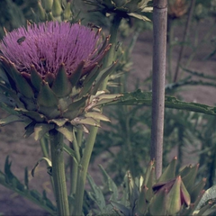 Cynara cardunculus var. scolymus