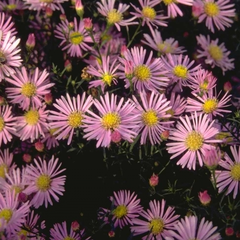 Aster 'Pink Star'