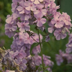 Flox - Phlox 'Lilac Time'