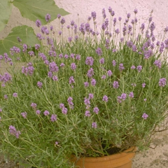 Gewöhnlicher Lavendel - Lavandula angustifolia 'Dwarf Blue'