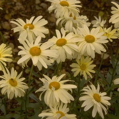 Margriet - Leucanthemum 'Sonnenschein'