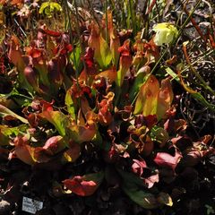 Trompetbekerplant - 'Sarracenia purpurea'