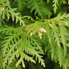 Thuja occidentalis 'Snow tip'