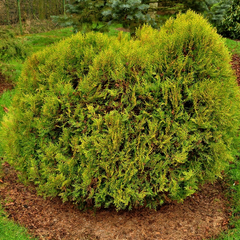 Thuja Orientalis 'Madurodam'