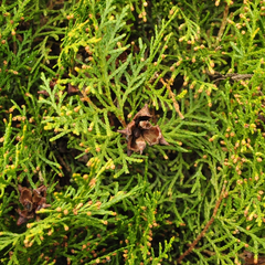 Thuja Orientalis 'Madurodam'