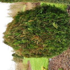 Thuja Orientalis 'Purple King'