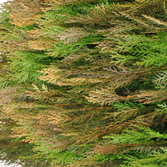 Thuja Orientalis 'Purple King'