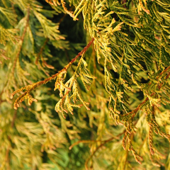 Thuja Plicata 'Doone Valley'