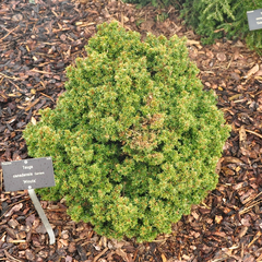 Tsuga canadensis 'minuta'