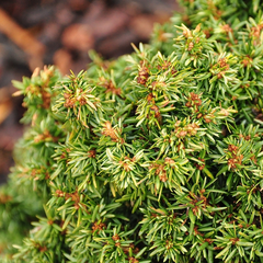 Tsuga canadensis 'minuta'