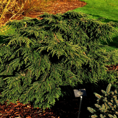 Tsuga canadensis 'Popeleski'