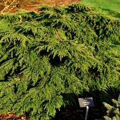 Tsuga canadensis 'Popeleski'