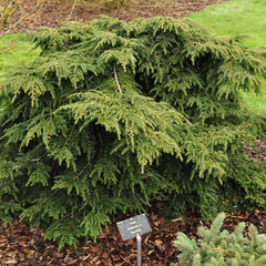 Tsuga canadensis 'Popeleski'