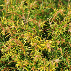 Tsuga canadensis 'rugg's washington dwarf'