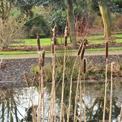 Typha latifolia