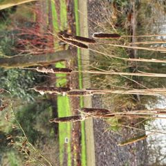 Typha latifolia