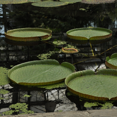 Victoria amazonica