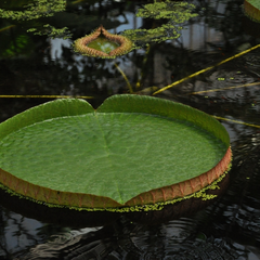 Victoria amazonica