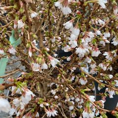  Fuji kers - Prunus incisa 'Kojou-no-mai'
