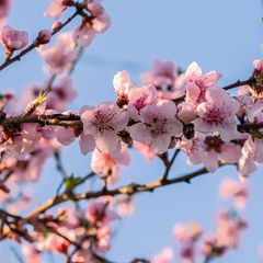 Dwergperzikboom - prunus persica bloei