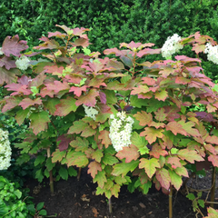 quercifolia snowflake