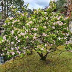 Blühende Magnolien - prächtig in fast jedem Garten