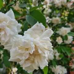 Schitterende klimrozen bloei wit bloemen geuren rozen