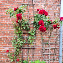 Rosa grand hotel rode rozen klimrozen rood