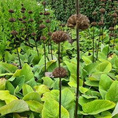 brandkruid tuinplanten september beeld