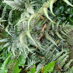 Japanse regenboogvaren - Athyrium niponicum 'Pictum'