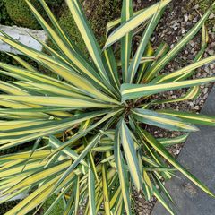 Palmlelie - Yucca Filamentosa