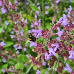 Salvia - Liebling der Bienen und Schmetterlinge
