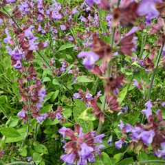 Blühender Salbei - violett 