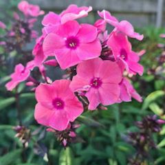 De roze bloemen van Flox 'Anja'