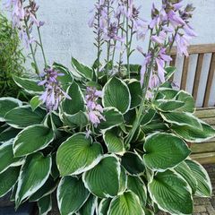 Hosta decorata