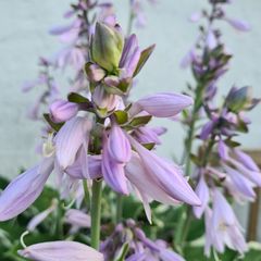 hosta decorata in bloei