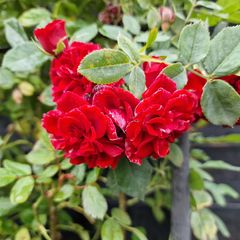 De rode rozen van een kant en klare rozenhaag