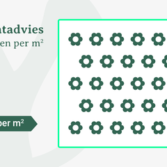 Plantadvies bij 25 planten per m2