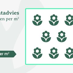 Plantadvies: 8 planten per m2