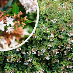 Abelia grandiflora 'Prostrata' - in bloei