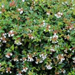 Abelia grandiflora 'Prostrata'